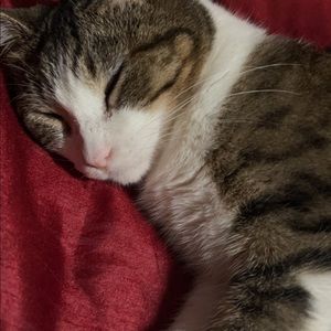 Meet your Posher, Diana